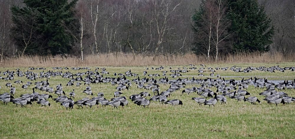 Gans schwarz- weiß ... Foto & Bild | natur, mecklenburg ...