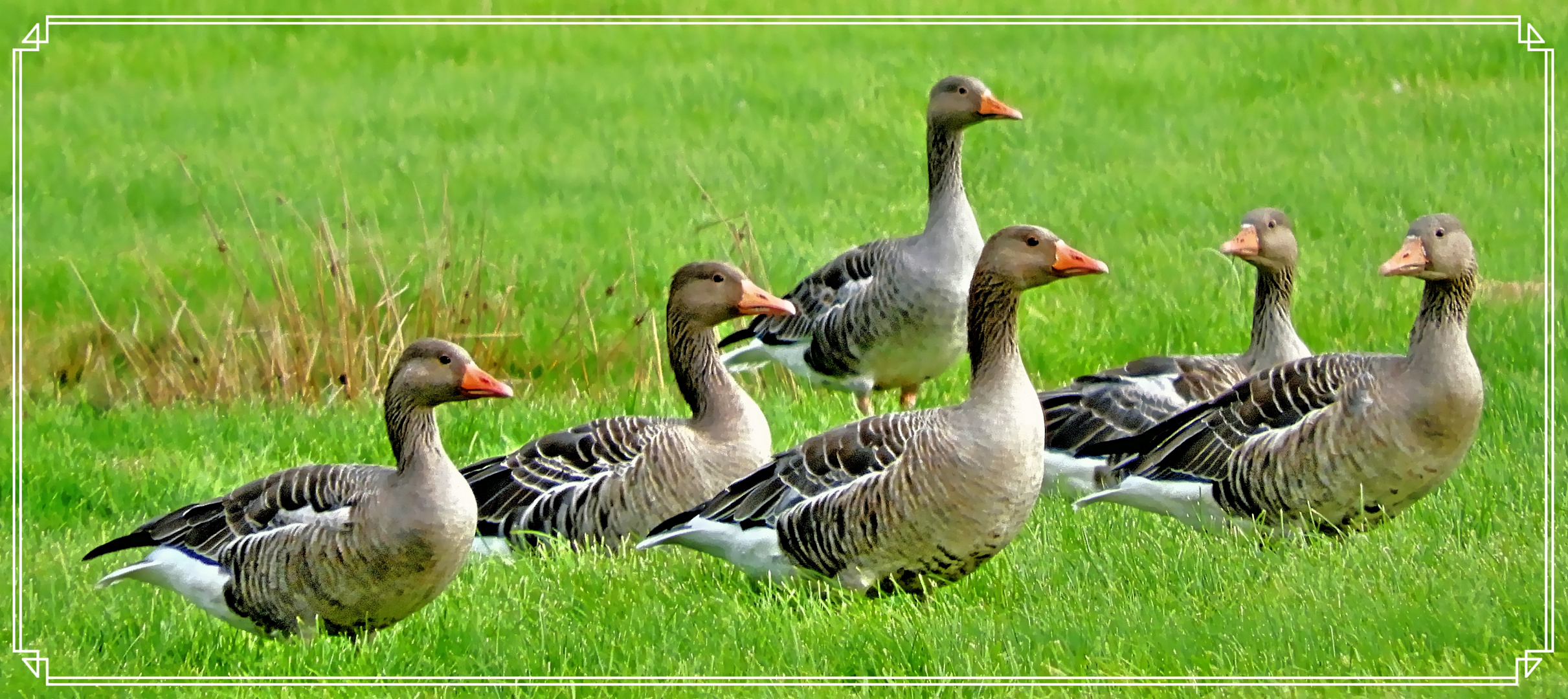 GANS seltsame Zeiten