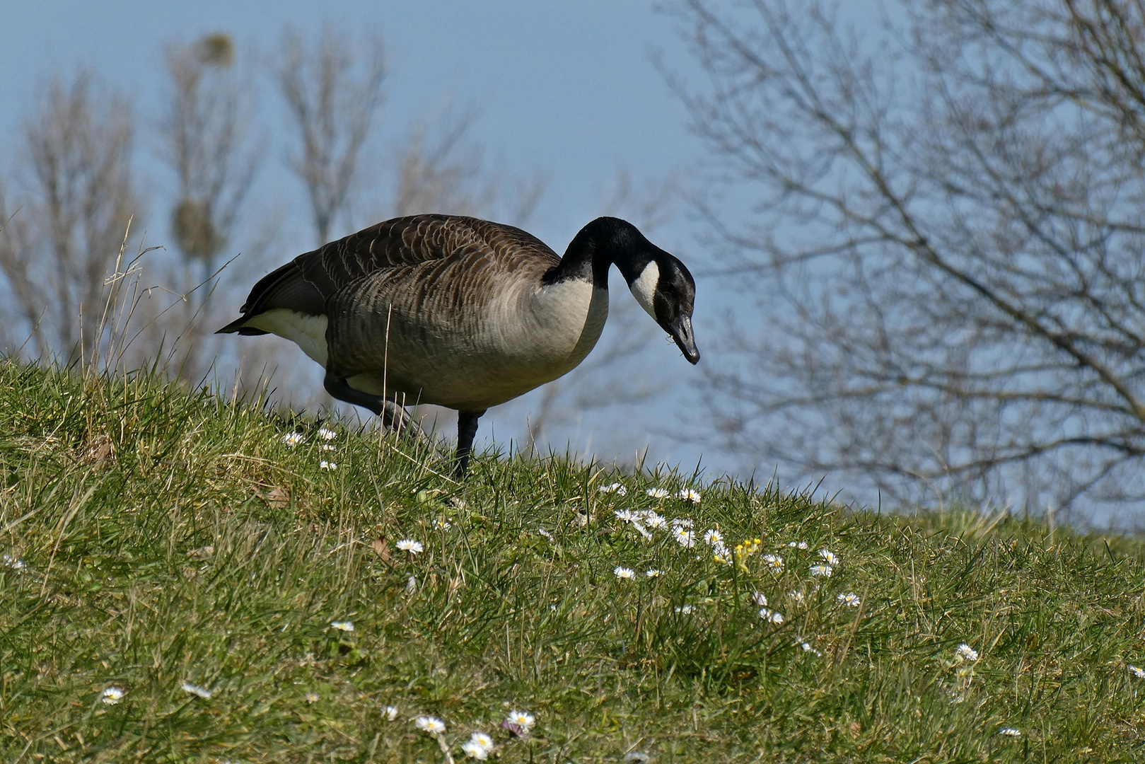 Gans sieht Gänseblümchen ...