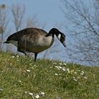 Gans sieht Gänseblümchen ...