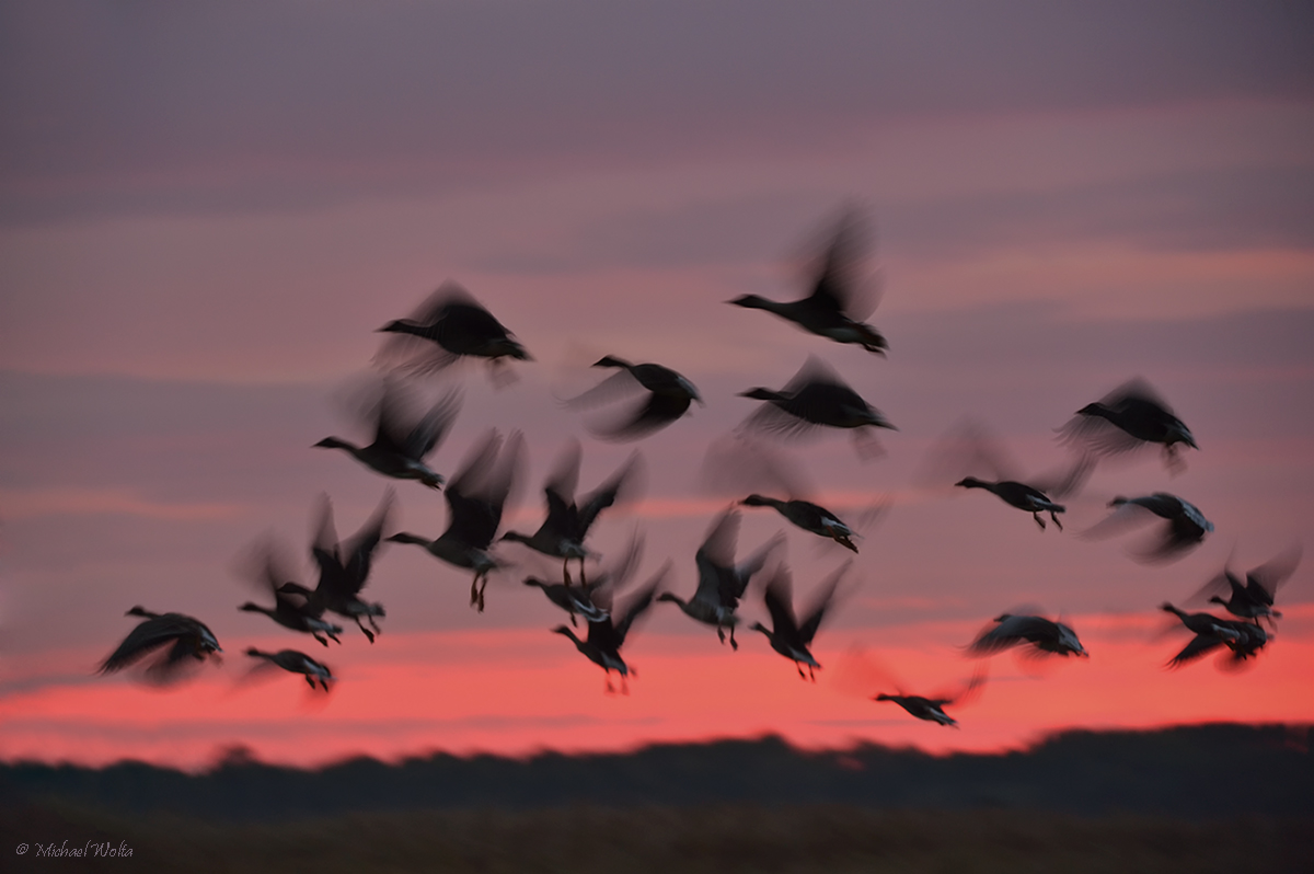 Gans spät am Abend