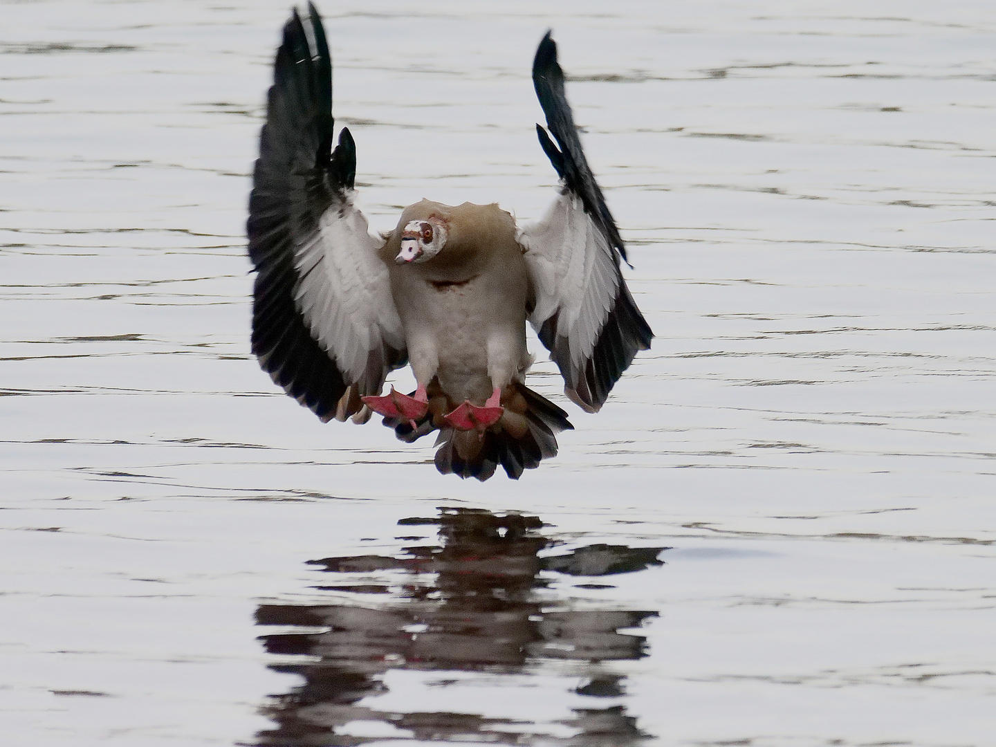 "Gans" sportliche Landung