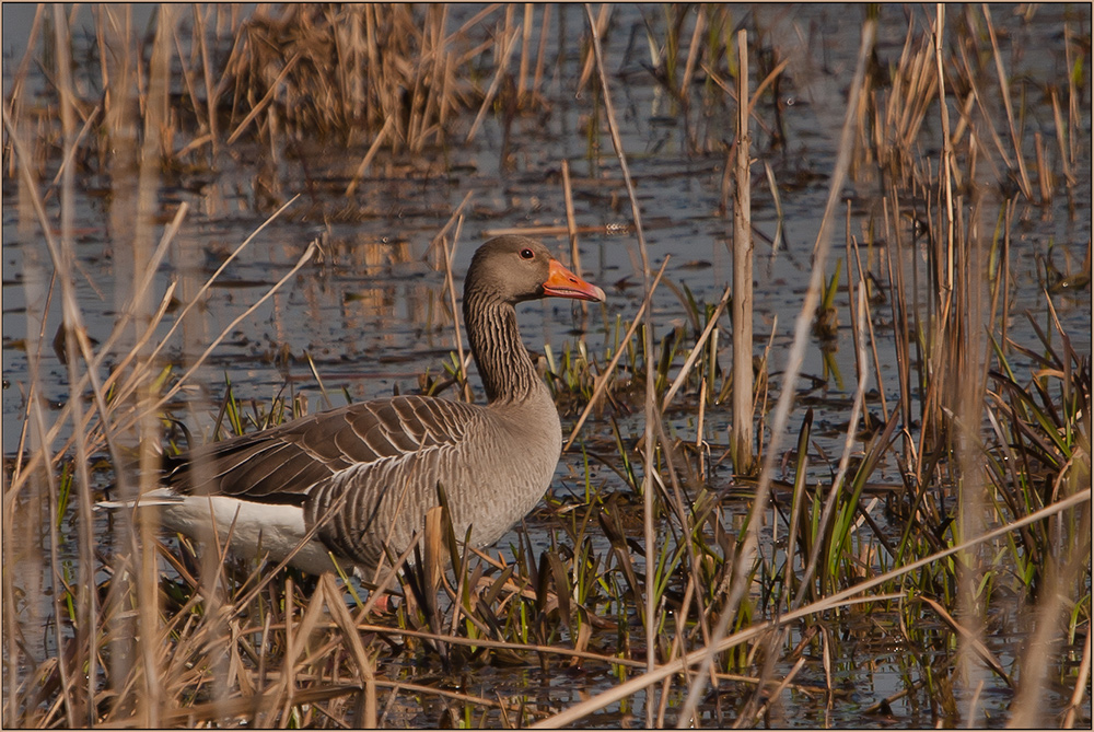 Gans stolz