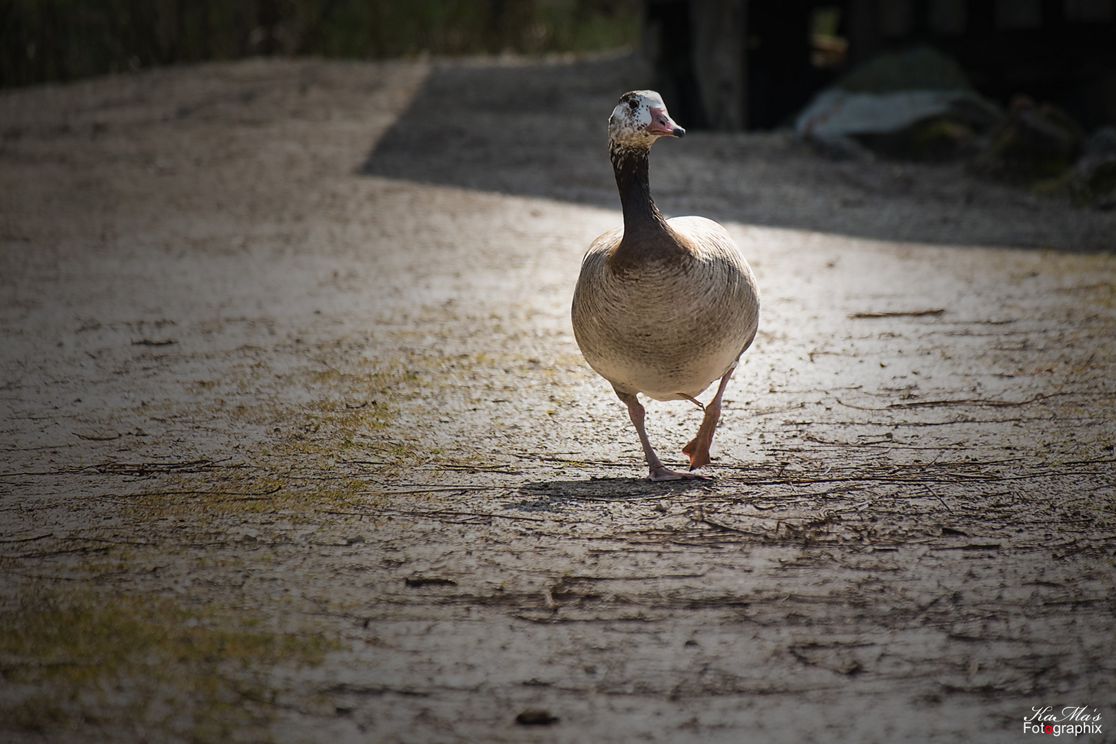 Gans Stolz