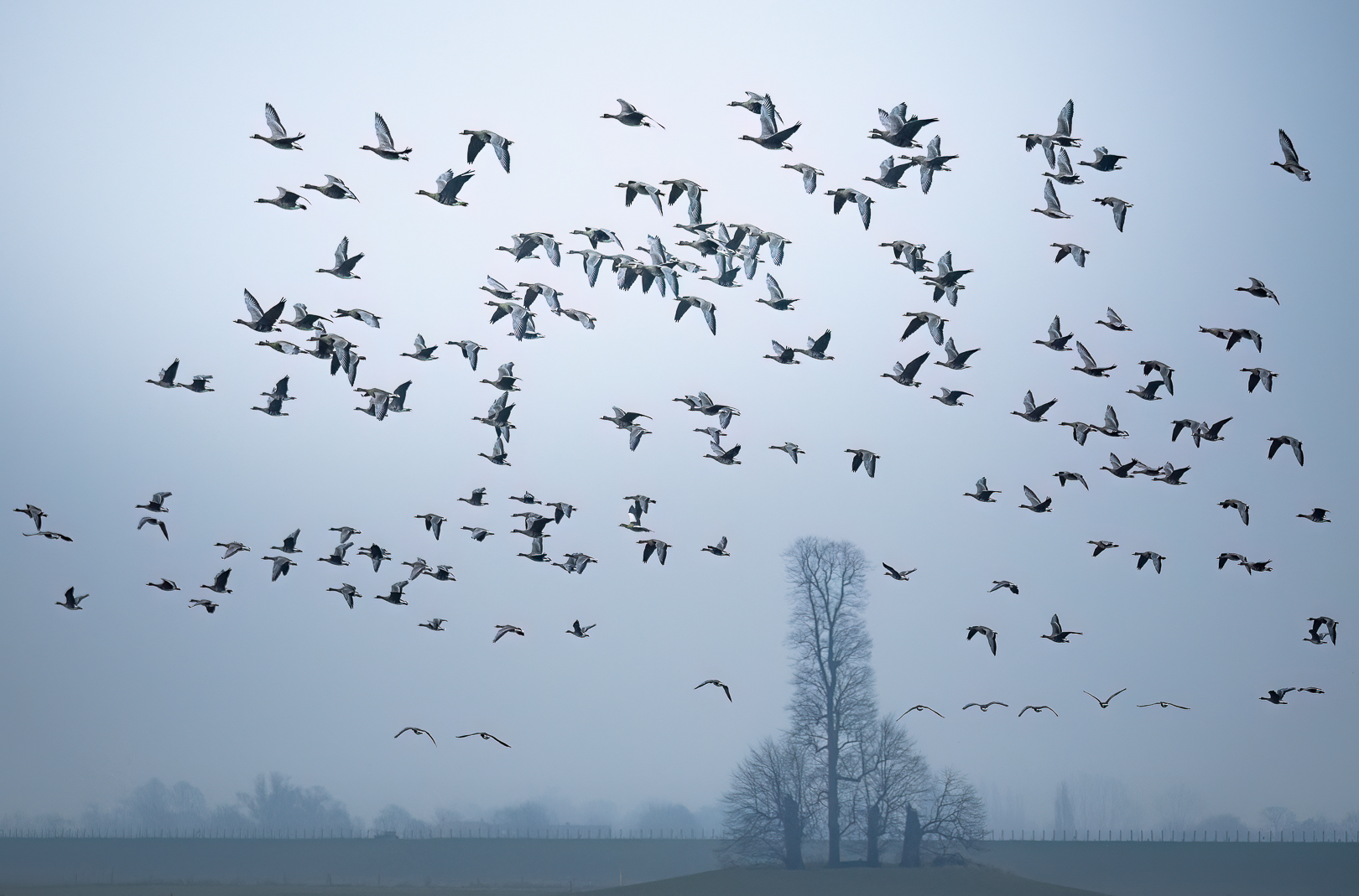  „Gans“ typisch Niederrhein