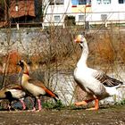 Gans und Enten zusammen unterwegs.