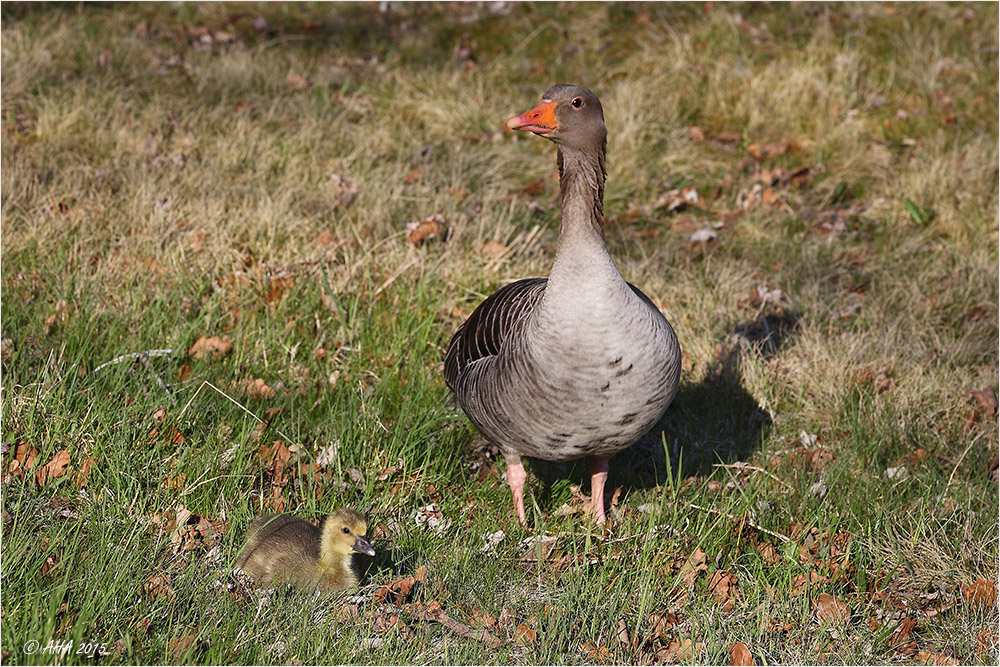 Gans und Gänschen