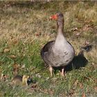 Gans und Gänschen