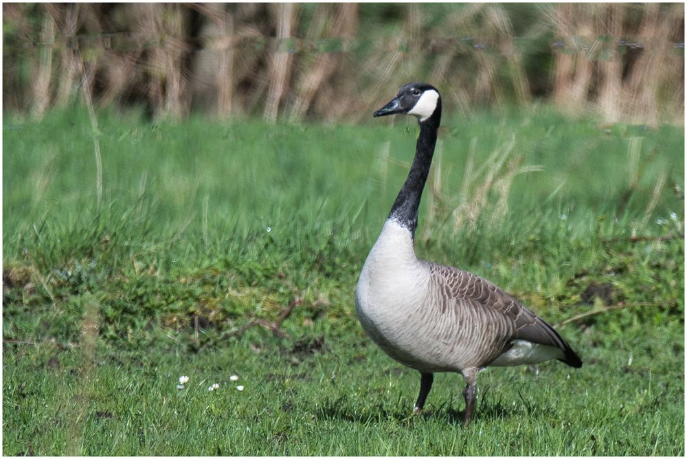 Gans und Gänseblümchen