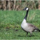 Gans und Gänseblümchen