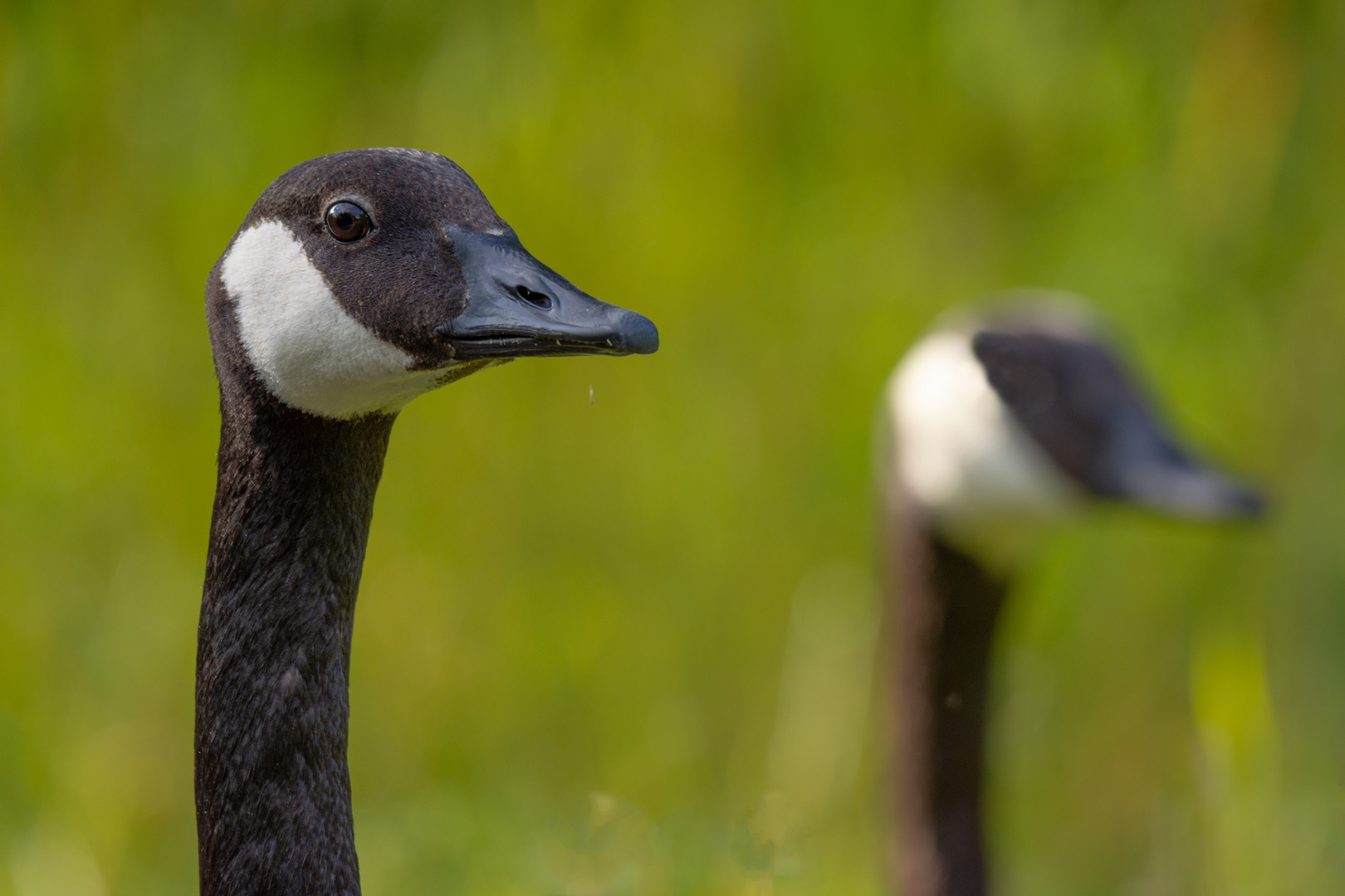 Gans und Geist