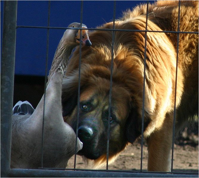 Gans und Hund