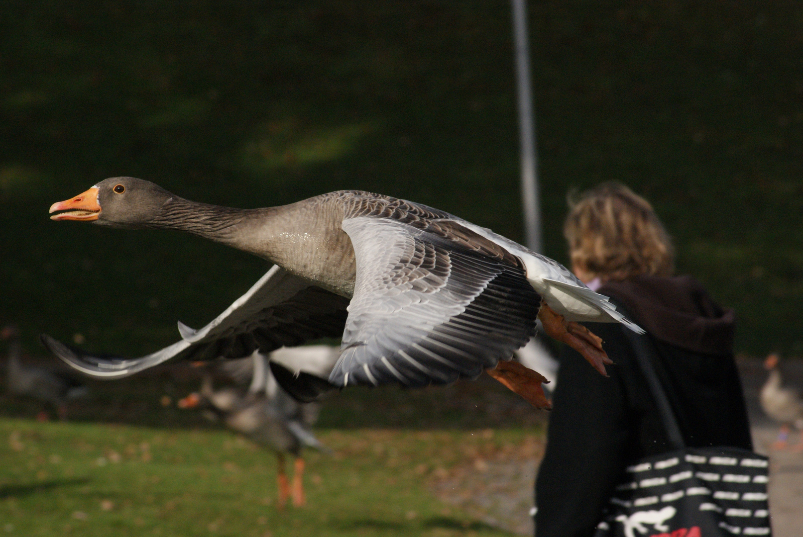 gans unterwegs im park