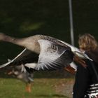 gans unterwegs im park