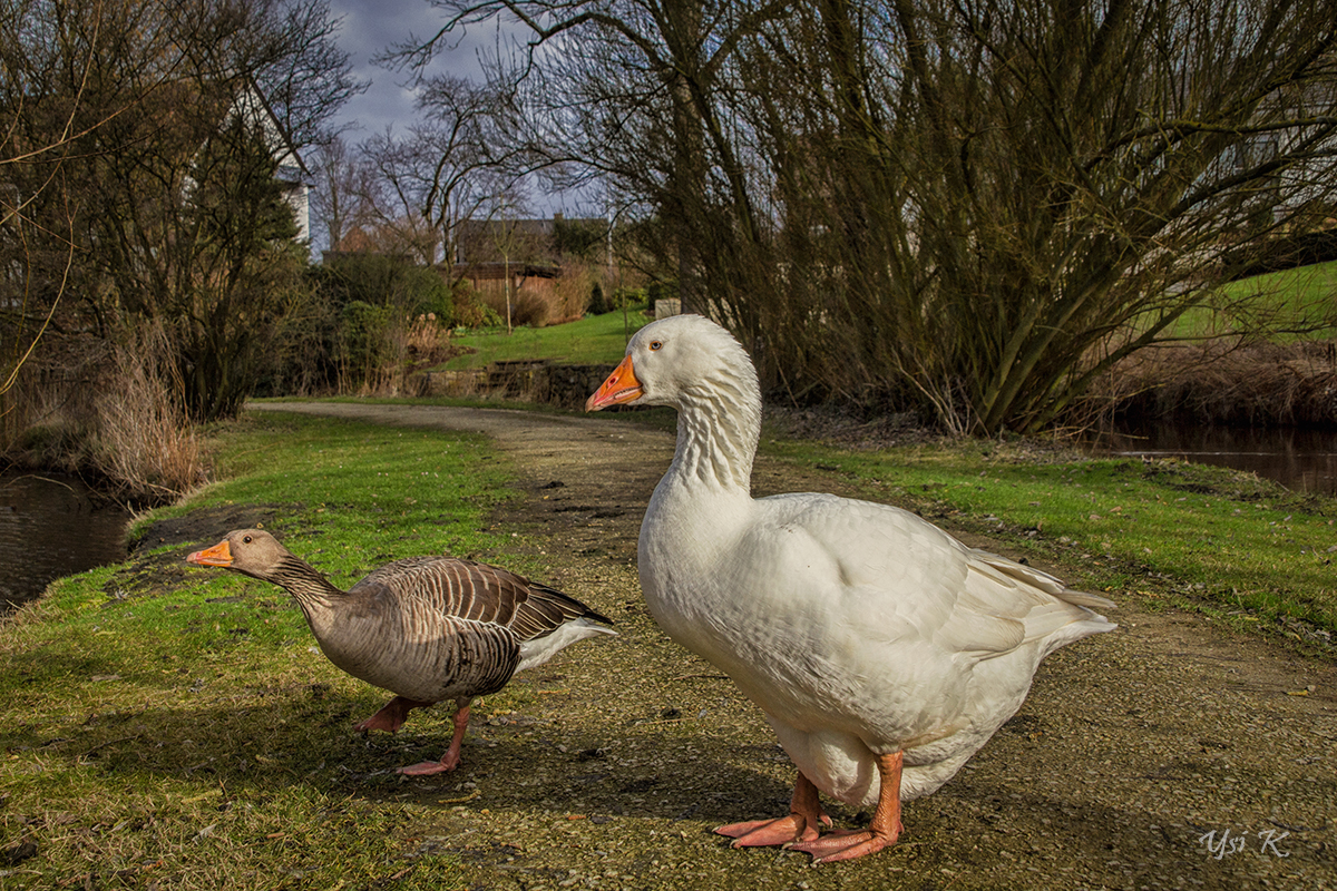 Gans verschieden 