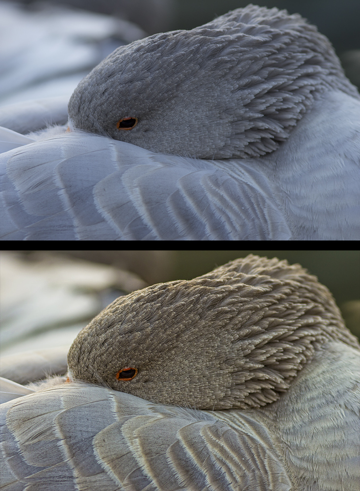 Gans versteckt: VORHER - NACHHER