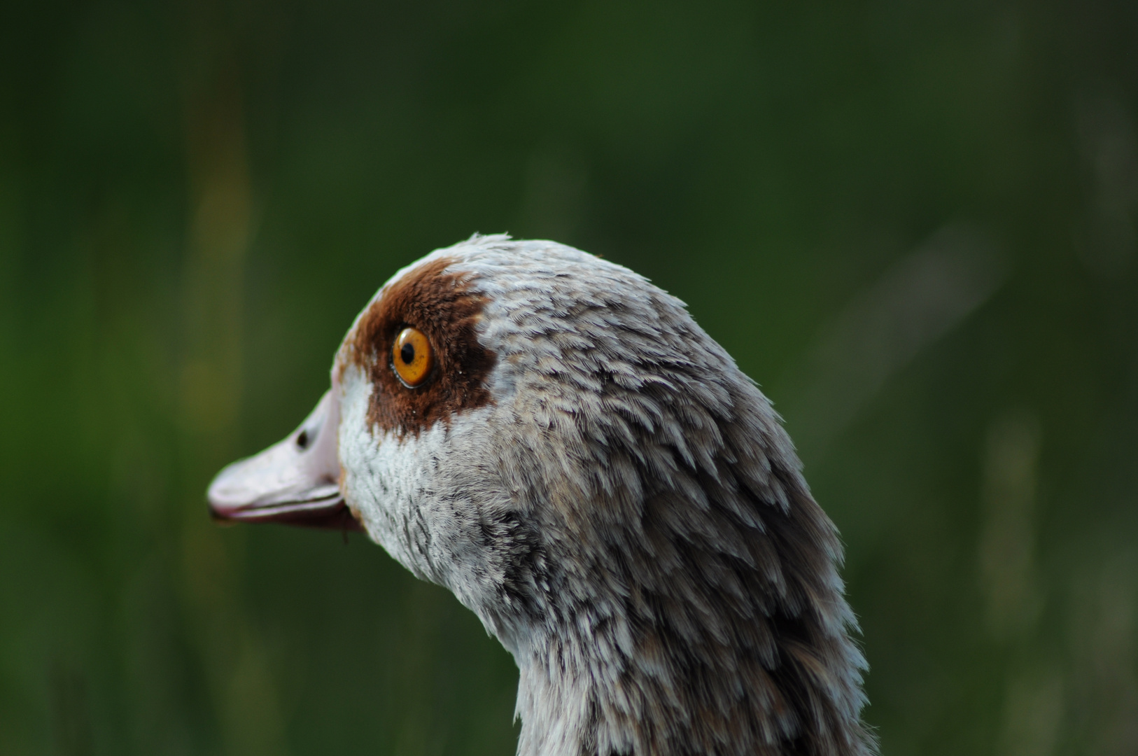 Gans versunken in die Ferne...