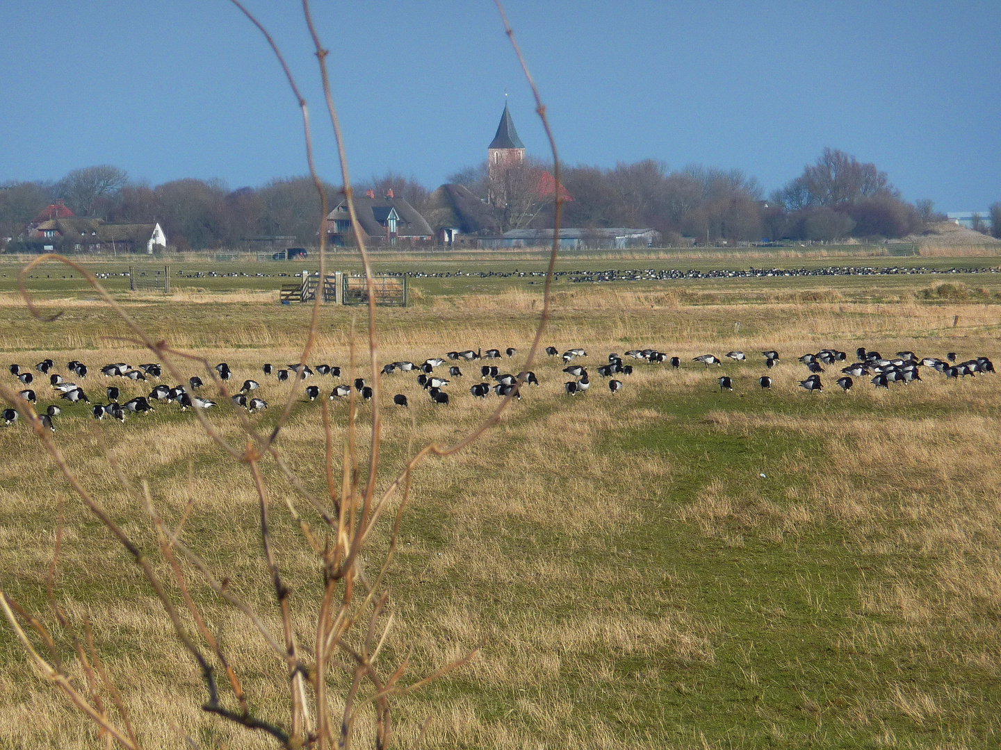 GANS viel Betrieb