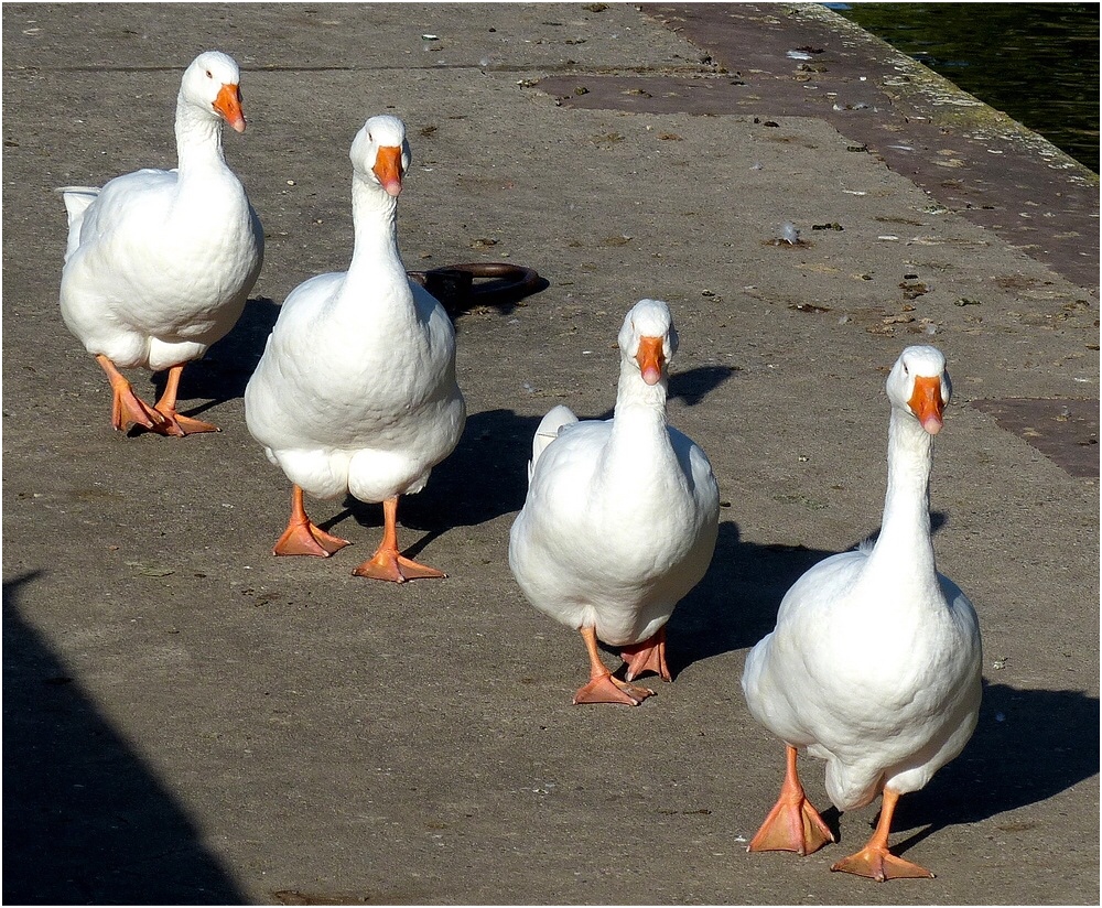 Gans viel.... Glück gehabt.....