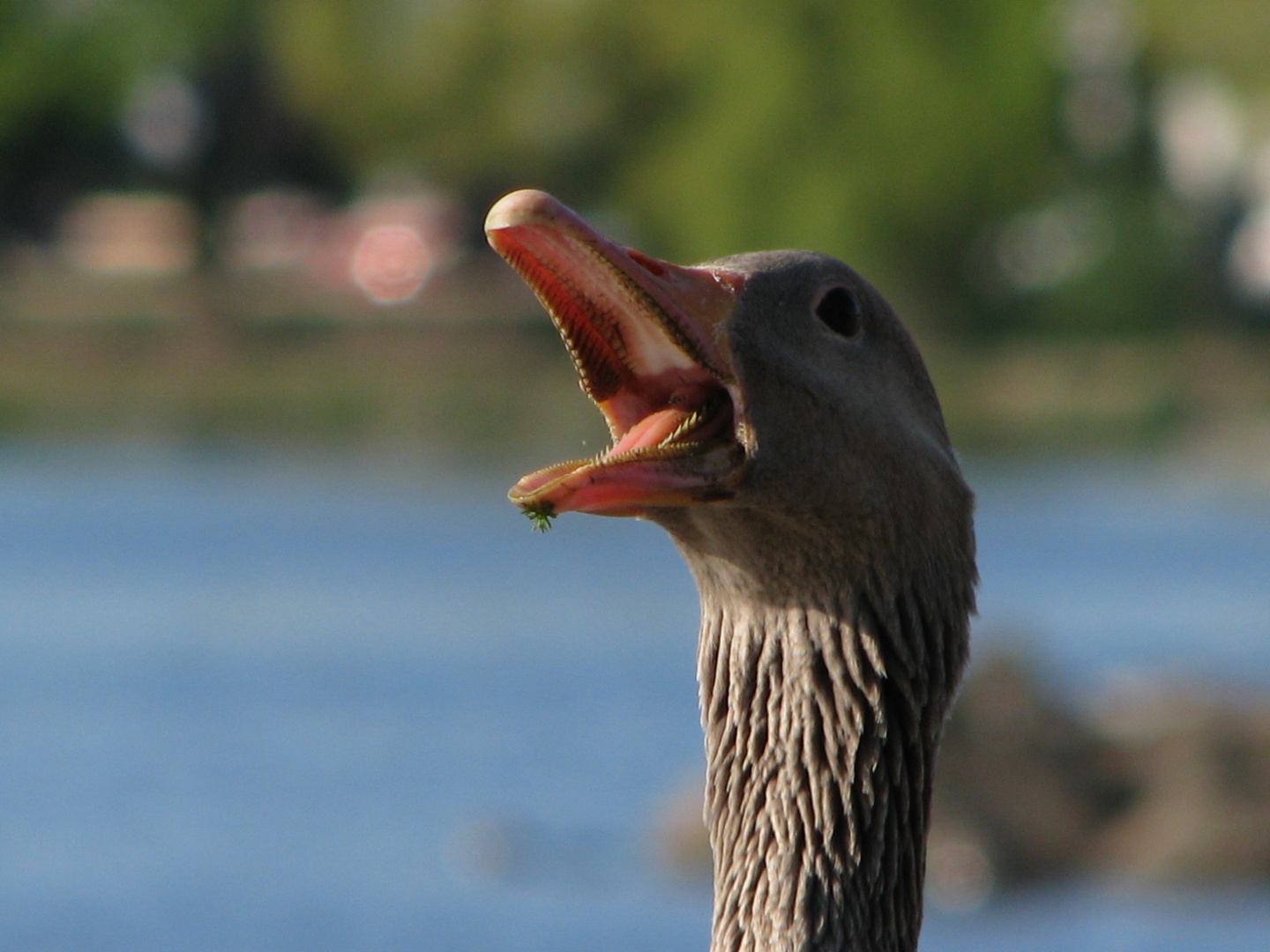 "Gans" viel Hunger!!!