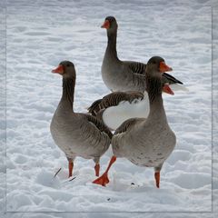 Gans viel Schnee