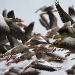 GanS viele - zu viele