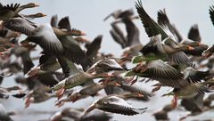 GanS viele - zu viele