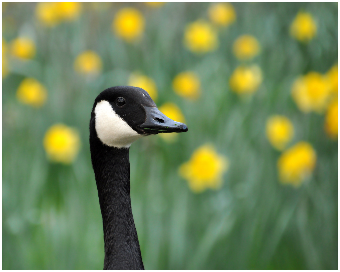 Gans vor Blümchentapete