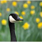 Gans vor Blümchentapete