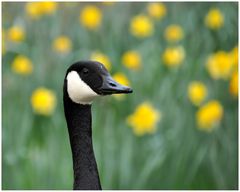 Gans vor Blümchentapete