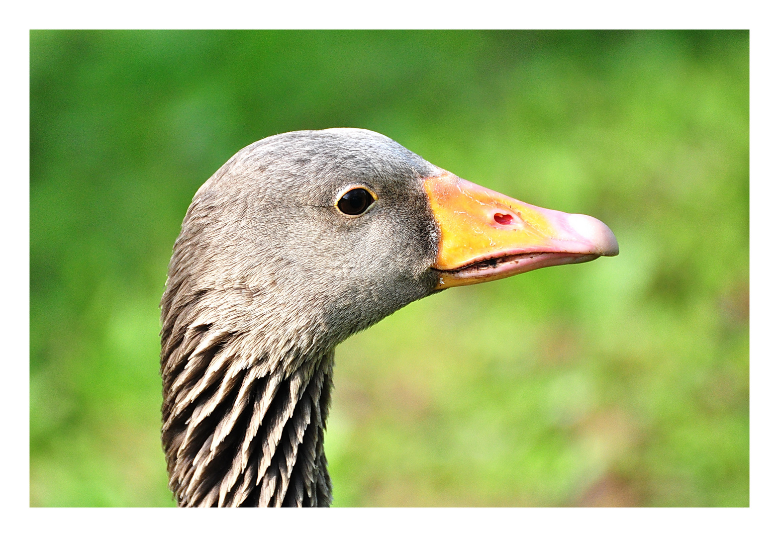 Gans warum schaust du so?