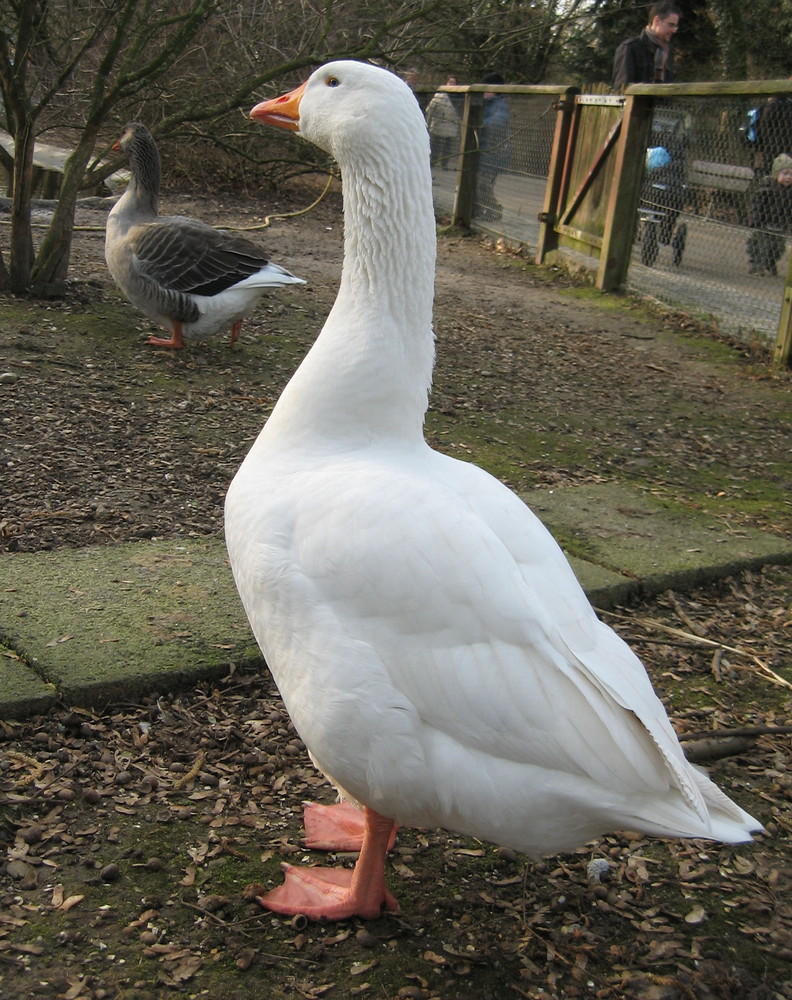 Gans weiß Foto &amp; Bild | tiere, haustiere, nutztiere Bilder auf ...