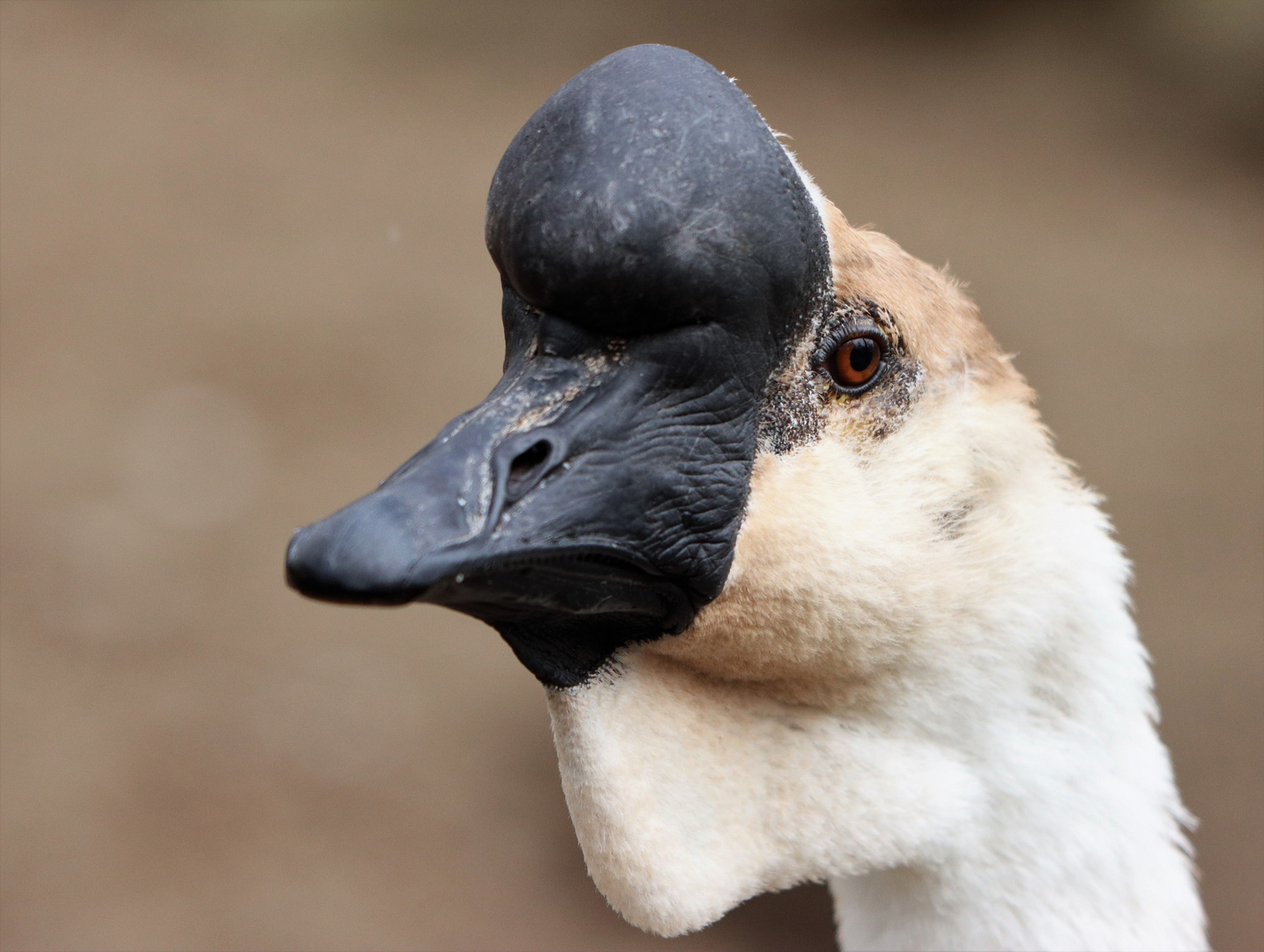 Gans weißbraun mit schwarzem Höcker