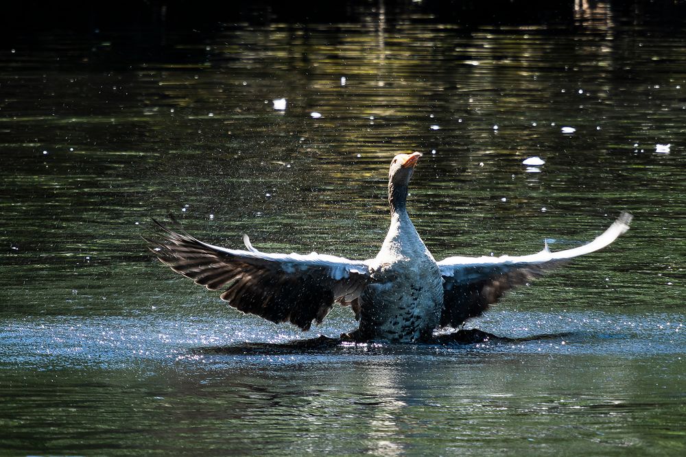 GANS-Z stolz präsentiert