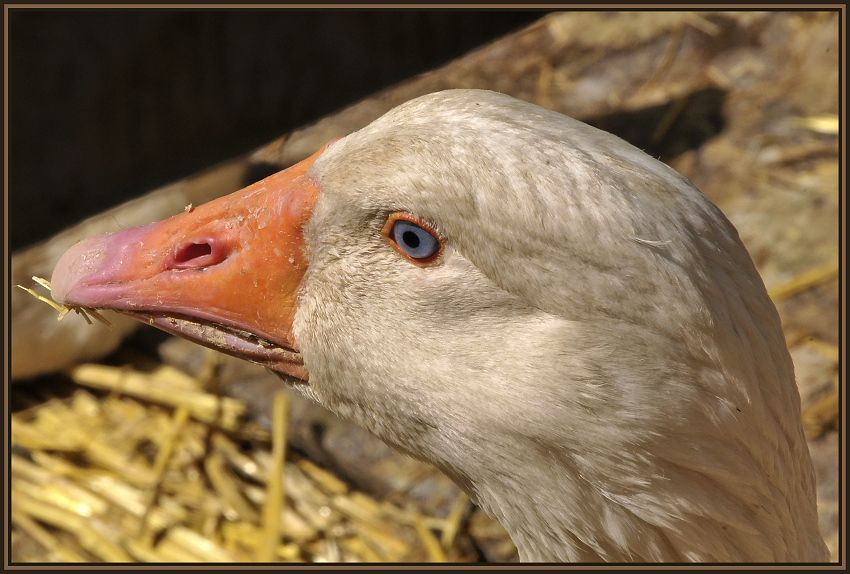 "Gans" zufällig vor die Linse bekommen.