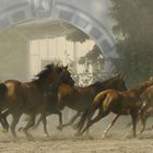 Ganschower Stuten im Galopp (leider nicht ganz scharf)