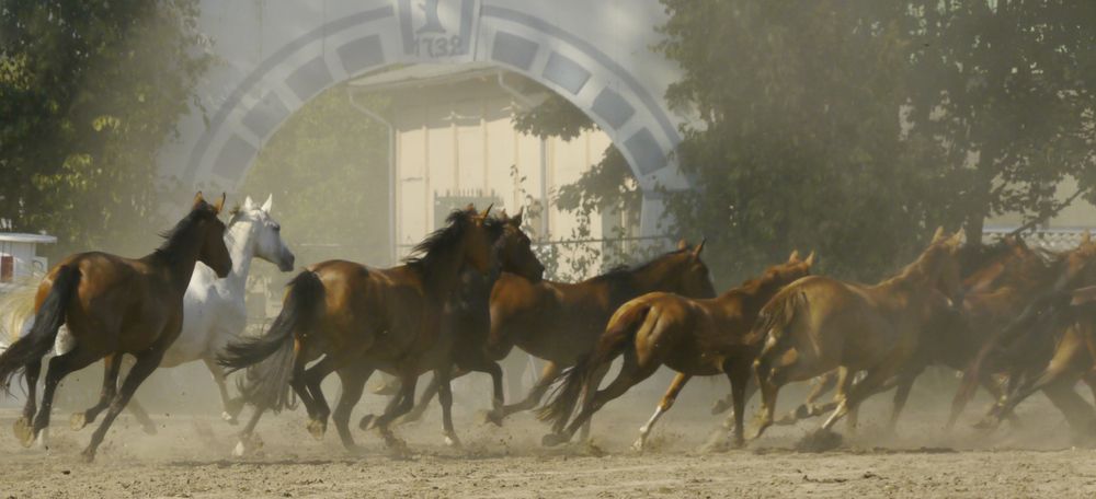 Ganschower Stuten im Galopp (leider nicht ganz scharf)