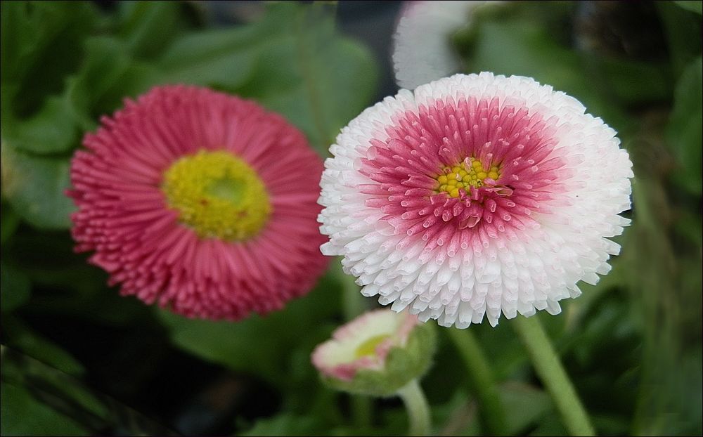 Ganseblümchen!-Bellis 