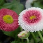 Ganseblümchen!-Bellis 