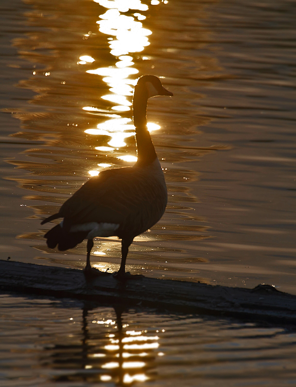 "Gans'erl im abendlichen Gegenlicht am Nürnberger Wöhrdersee"