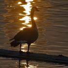 "Gans'erl im abendlichen Gegenlicht am Nürnberger Wöhrdersee"