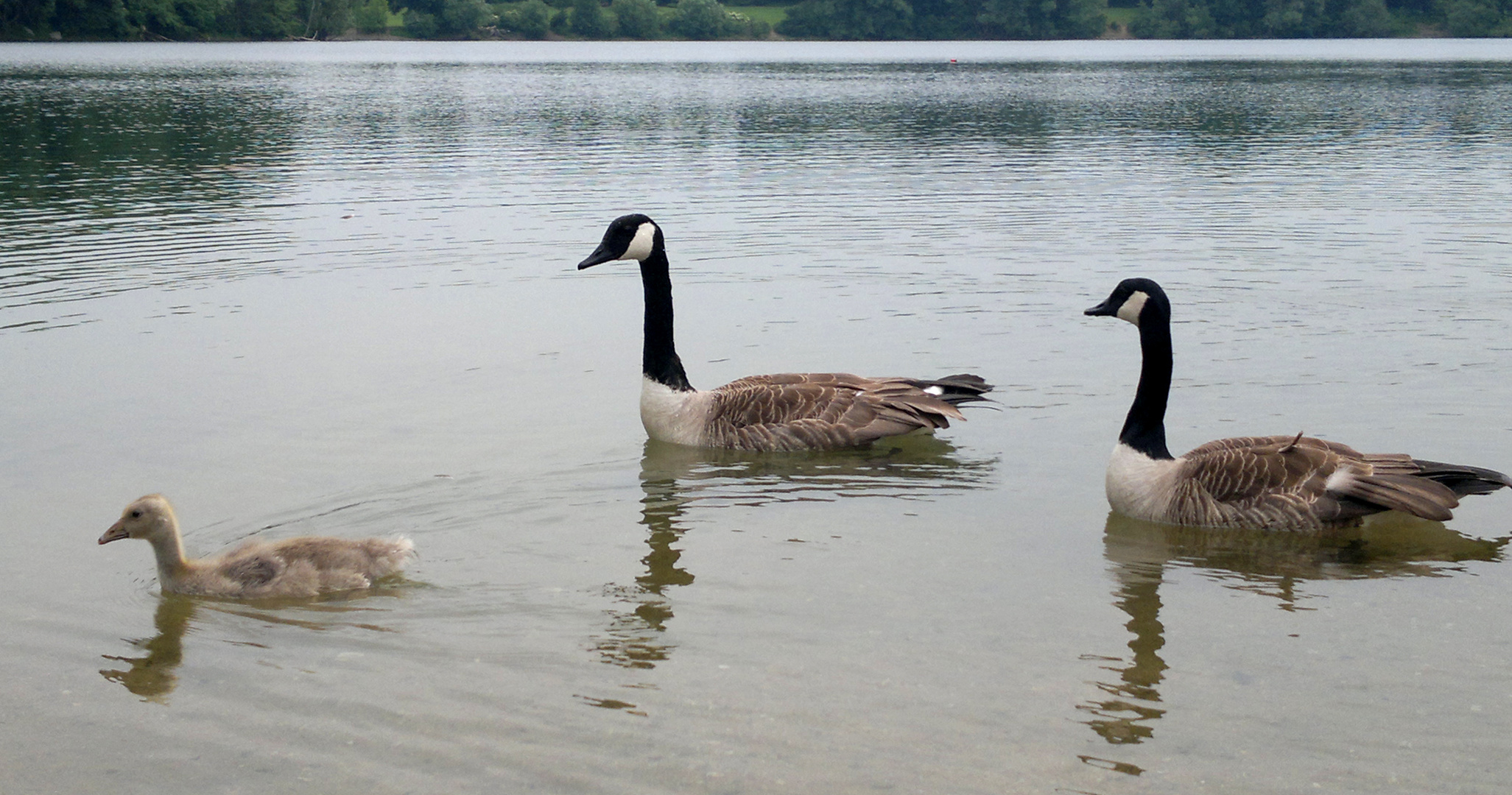 Gansfamilie