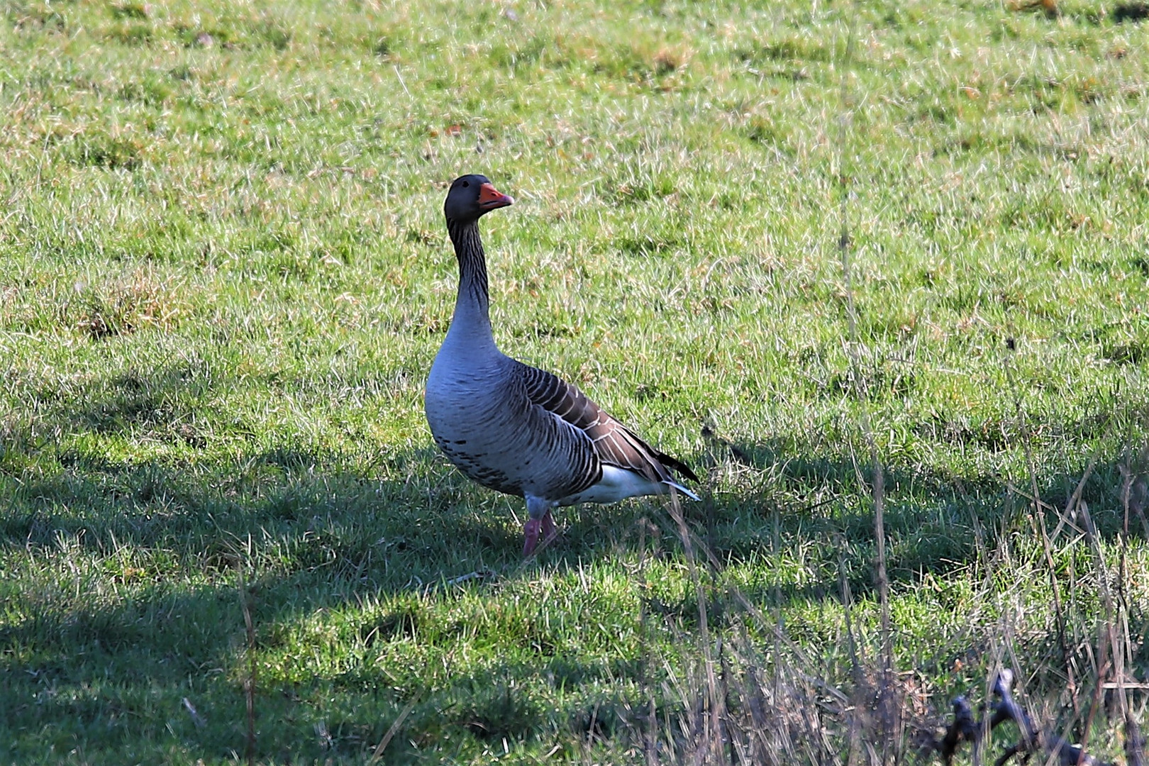 Gans/Gänse