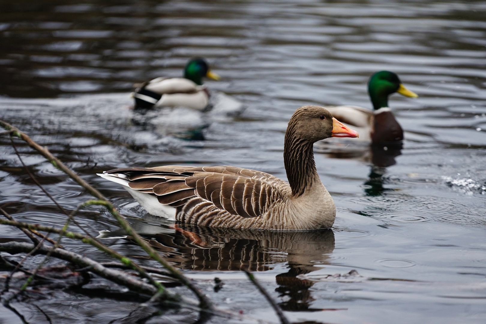 Gans_ganz_gut