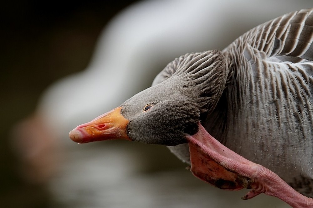 gans.nachdenklich.kopfkratz.