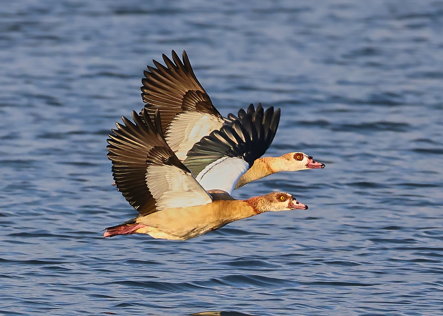 Gansos del Nilo volando