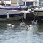 Gansos en el puerto Mascarat