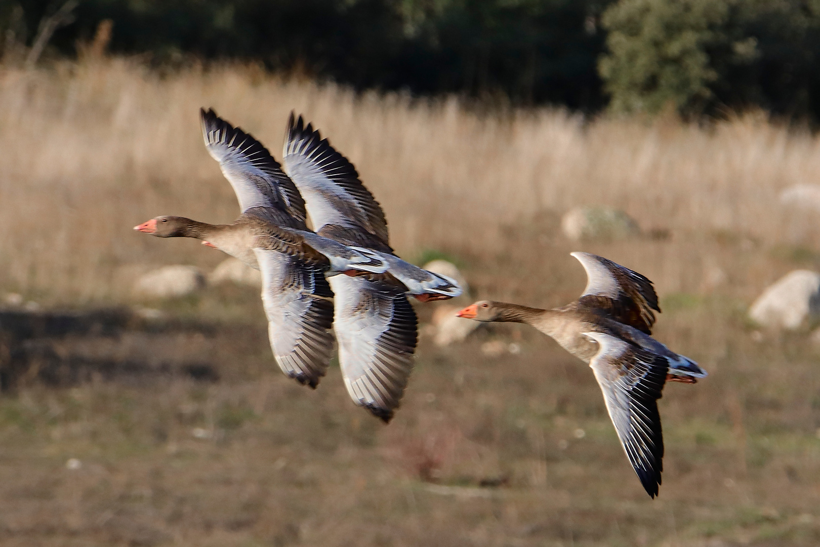 Gansos volando