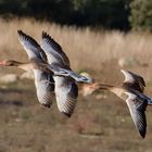 Gansos volando