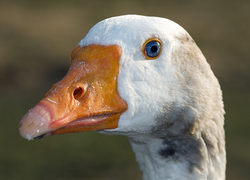 Gansportrait